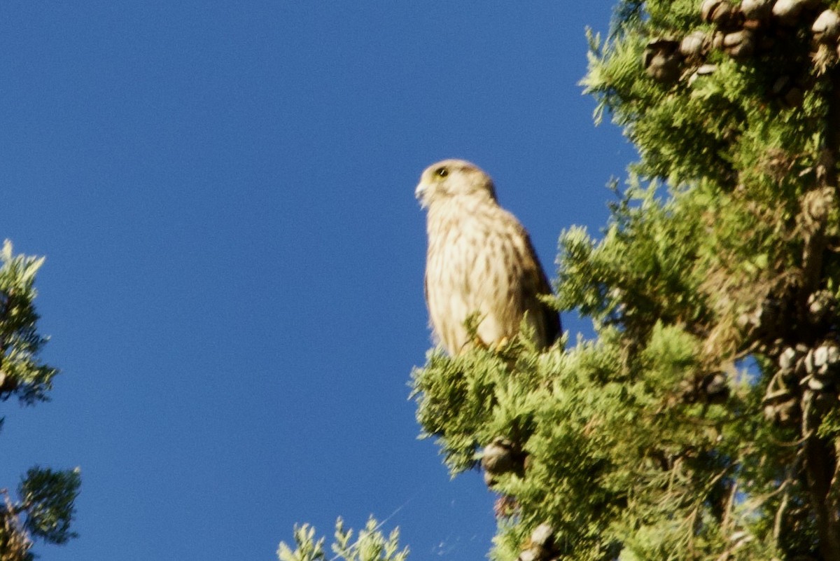 poštolka obecná - ML644549427