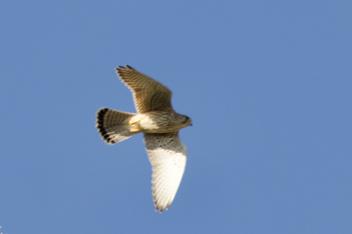 poštolka obecná - ML644549428