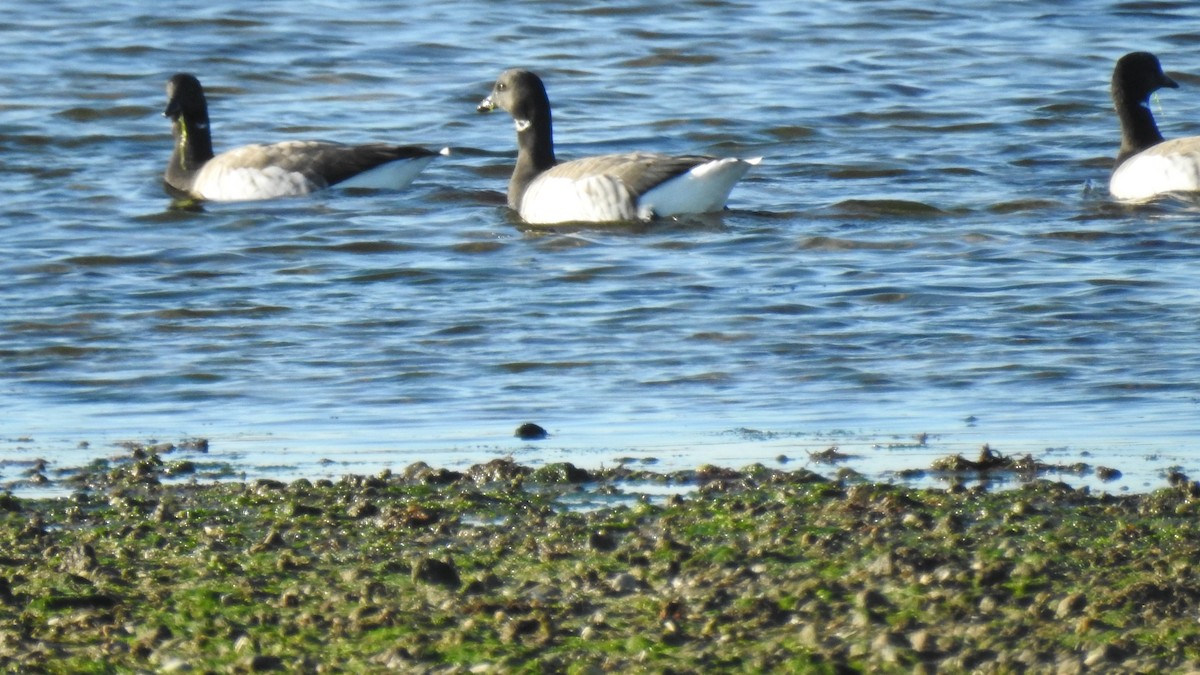 Хар толгойт галуу - ML644549431