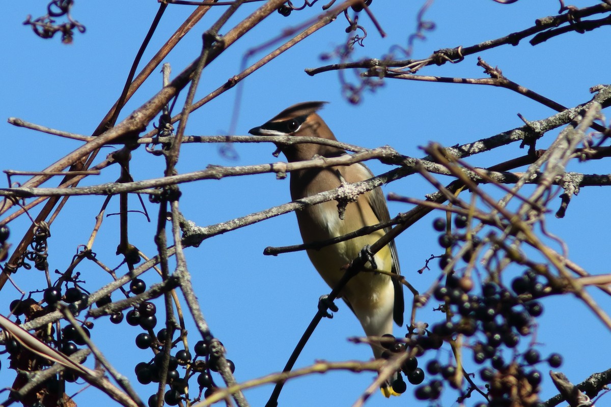 Cedar Waxwing - ML644549433