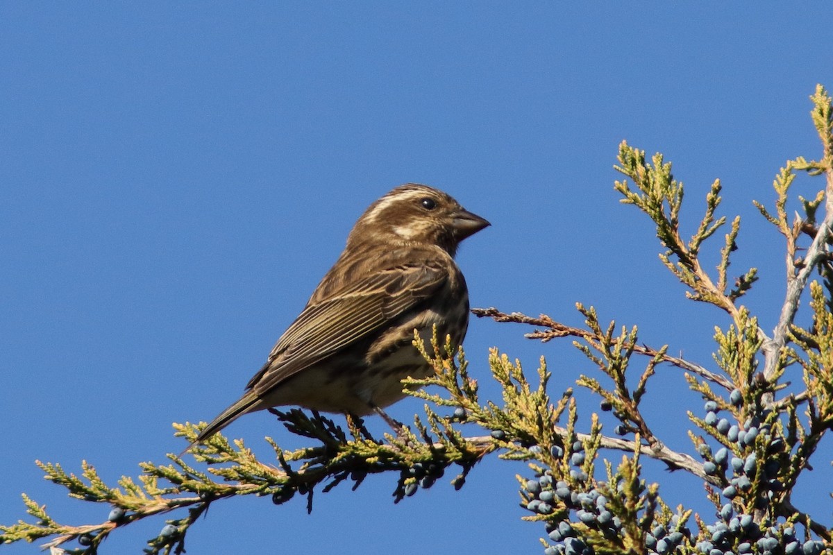 Purple Finch - ML644549443