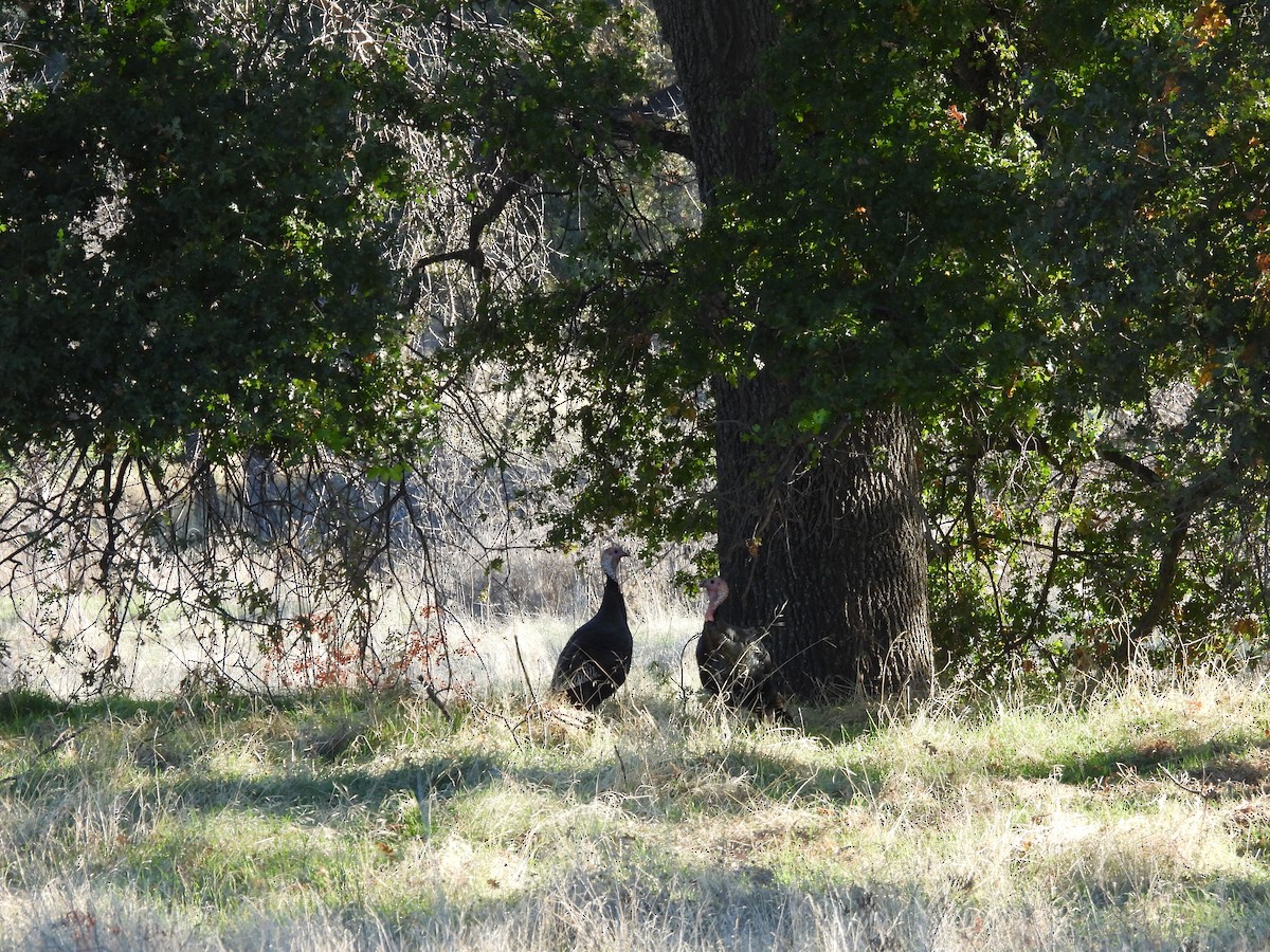 Wild Turkey - ML644549445