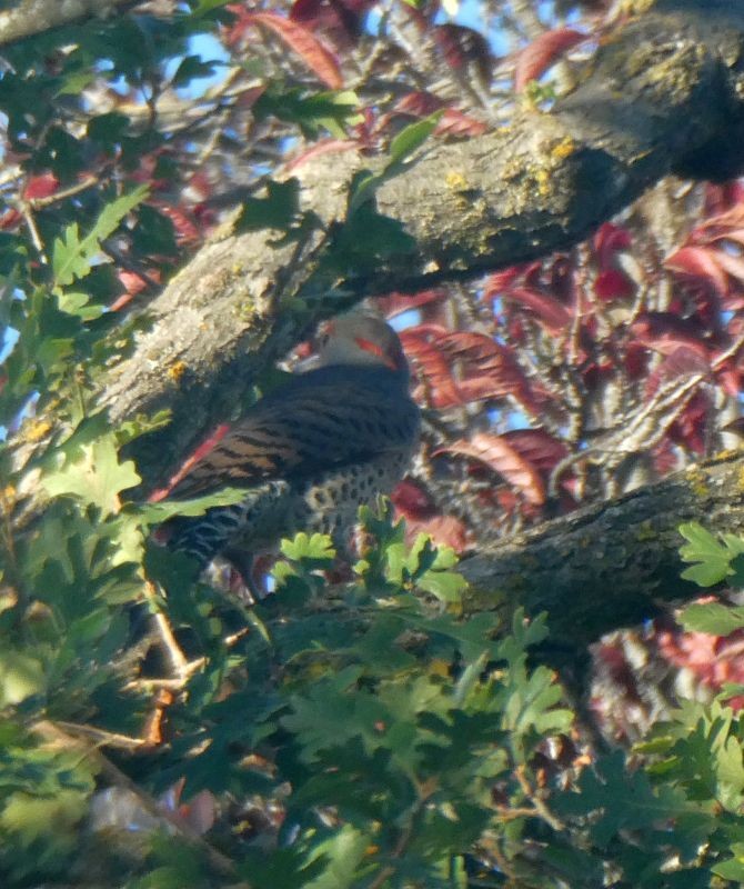 Pic flamboyant (hybride forme dorée x rosée) - ML644549448