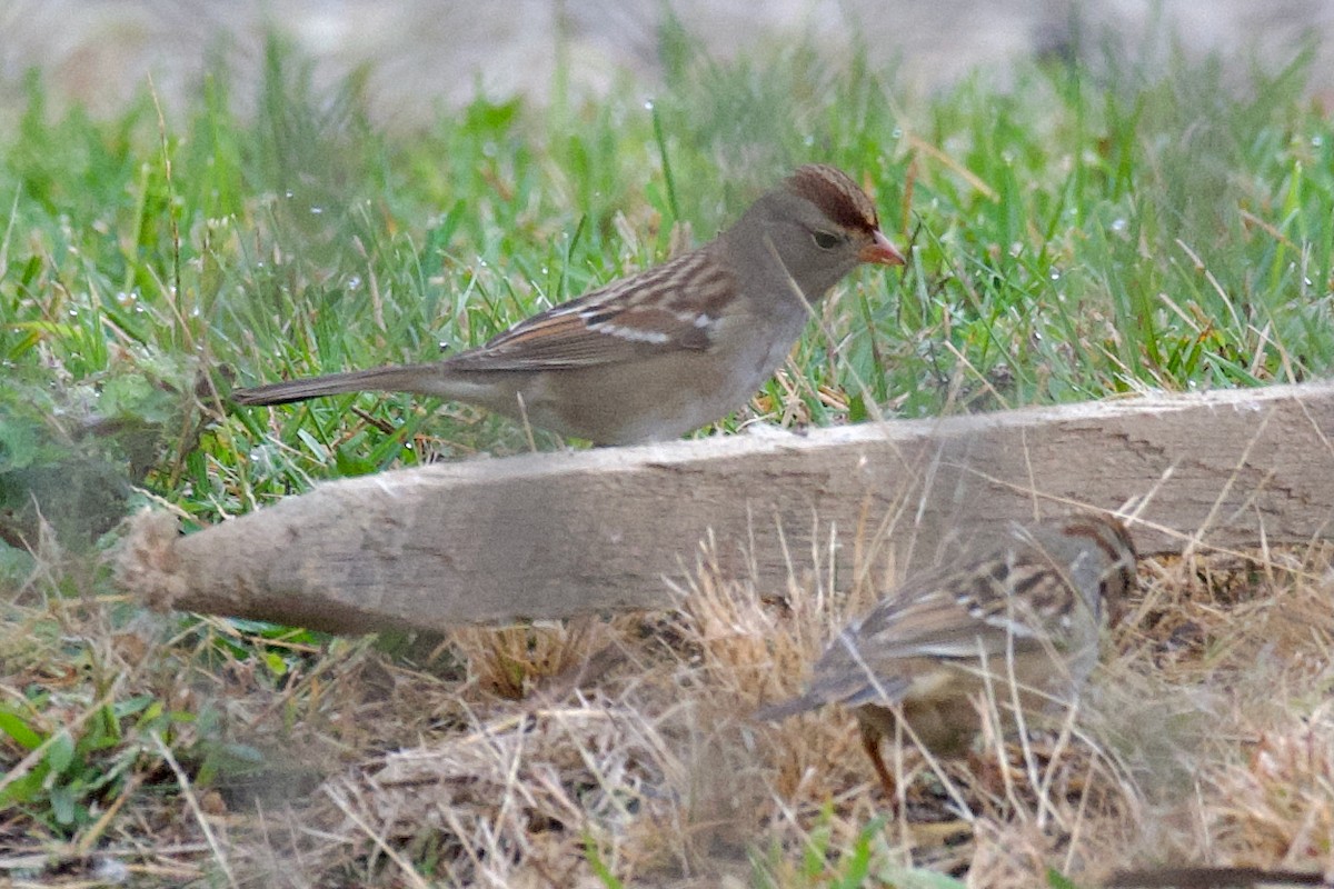White-crowned Sparrow - ML644549453