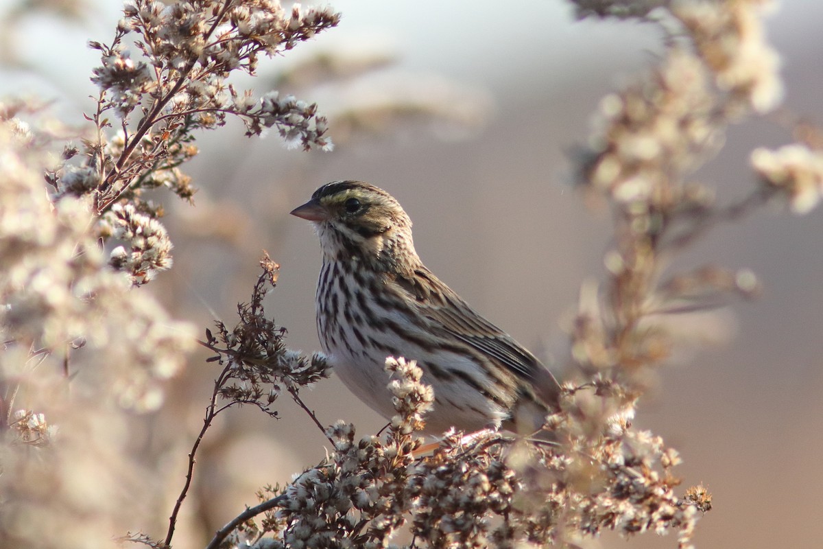 Savannah Sparrow - ML644549459