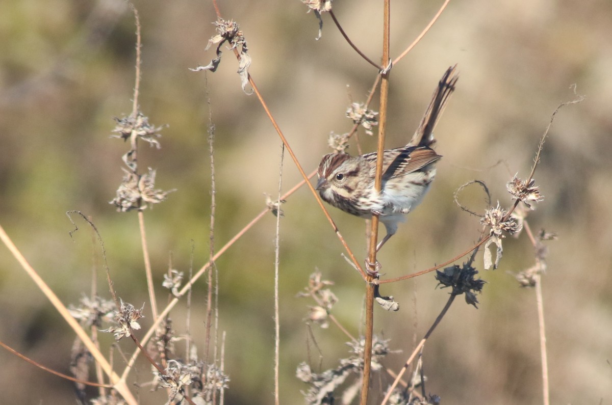 sangspurv - ML644549463