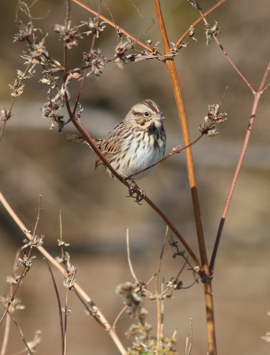 sangspurv - ML644549464