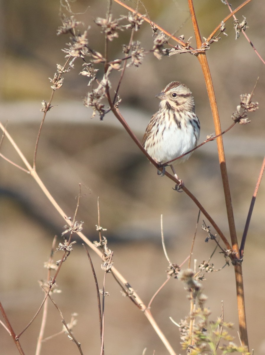 sangspurv - ML644549465