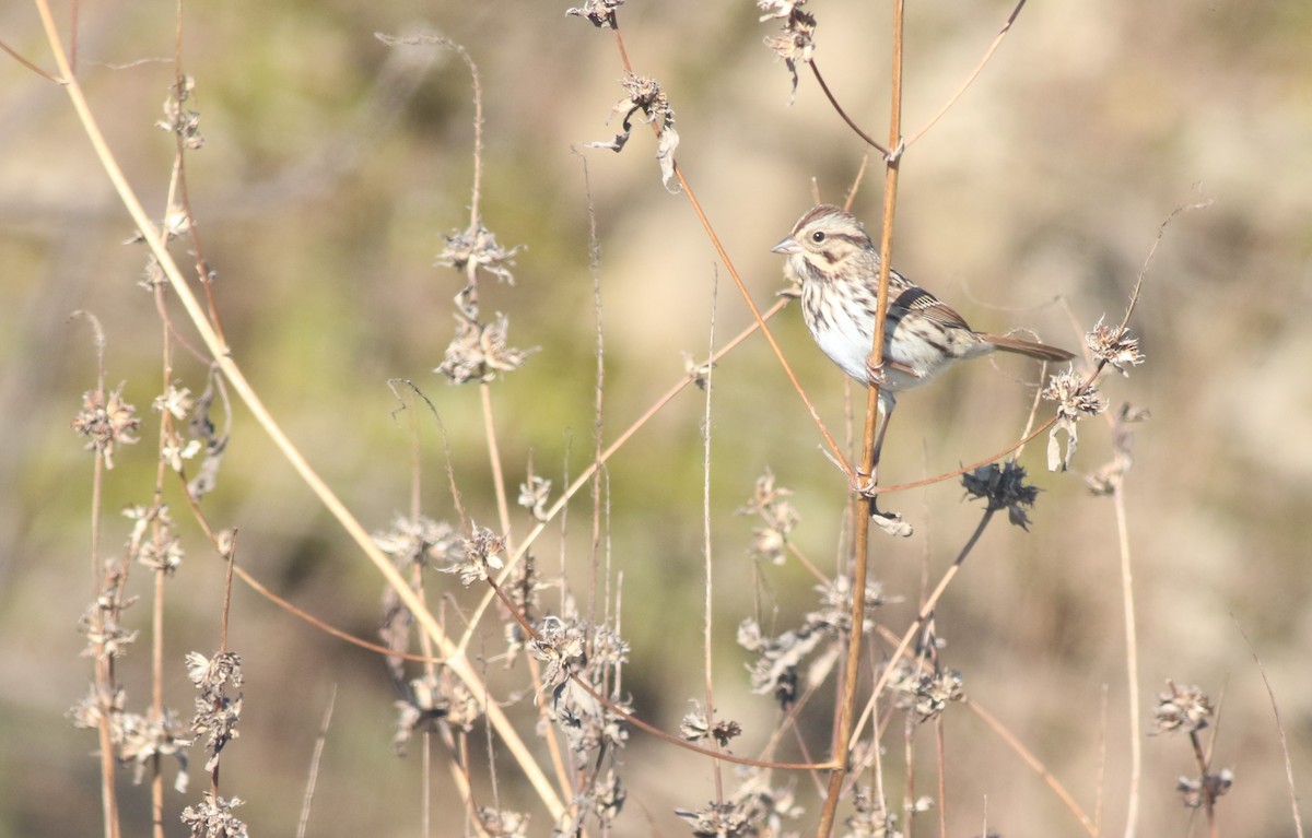 sangspurv - ML644549466