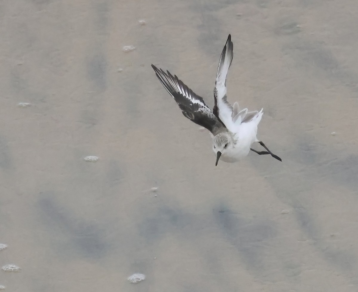 三趾濱鷸 - ML644549488