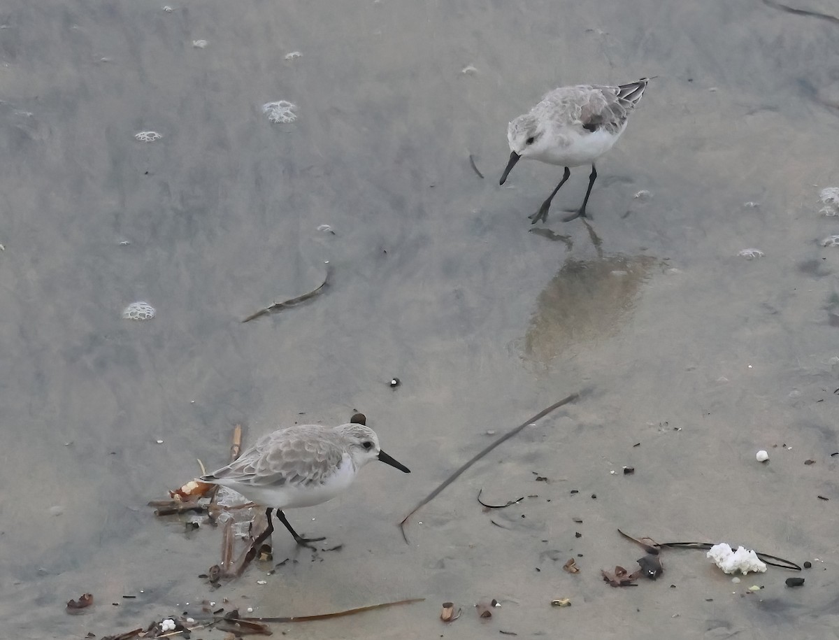 三趾濱鷸 - ML644549489