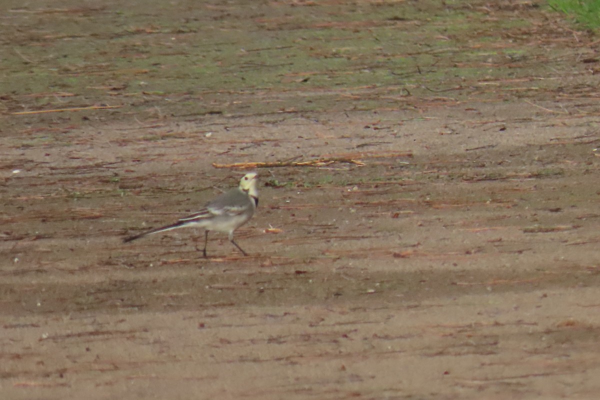 Bergeronnette grise - ML644549490