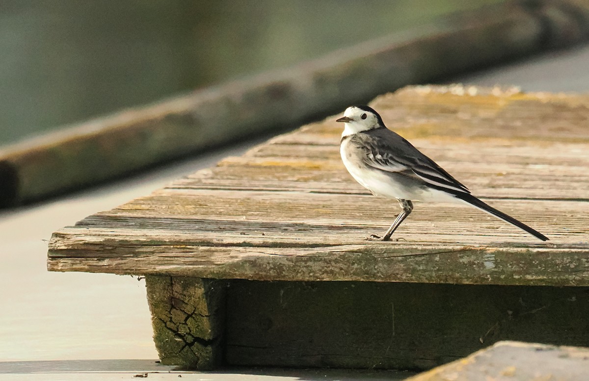 Bergeronnette grise - ML644549491