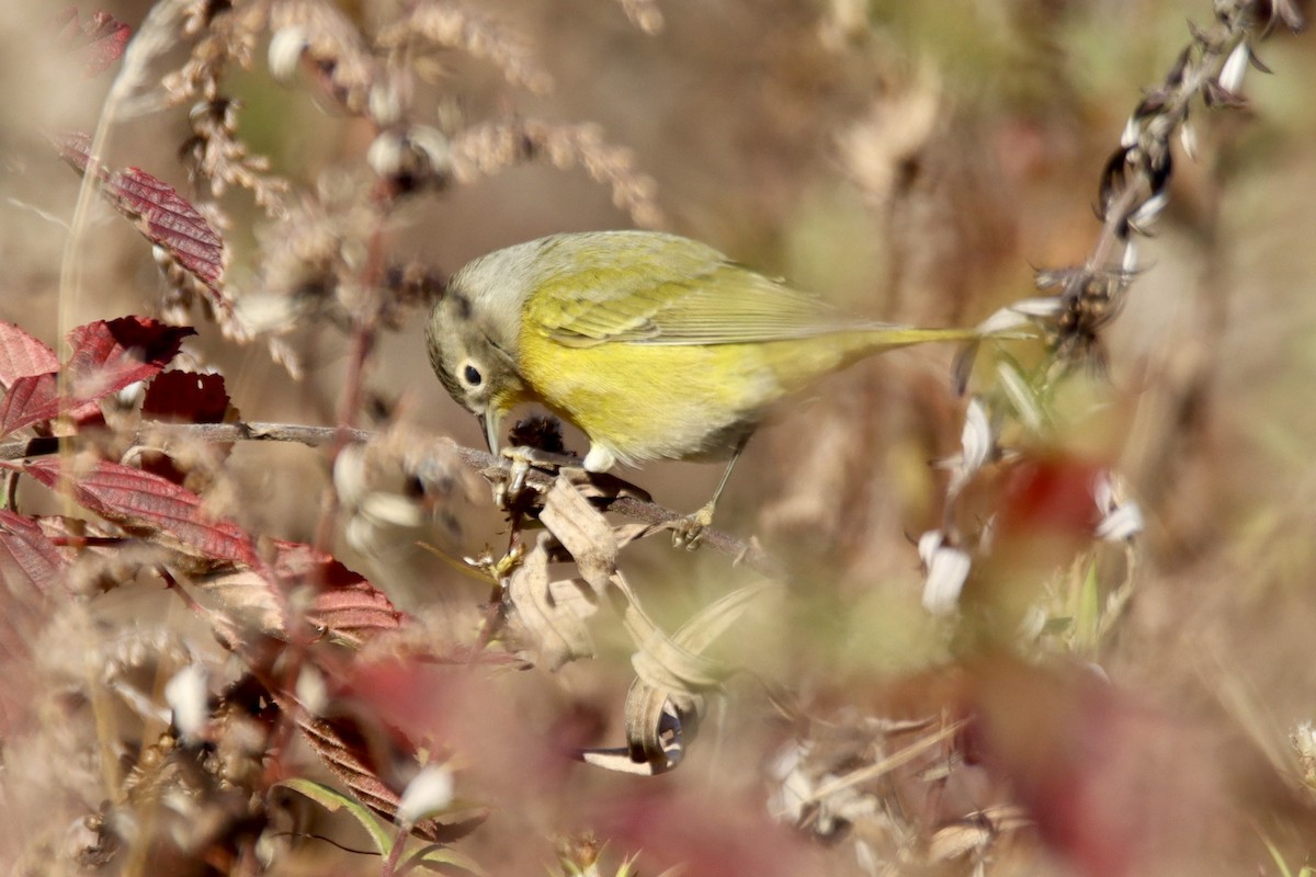 Nashville Warbler - ML644549496
