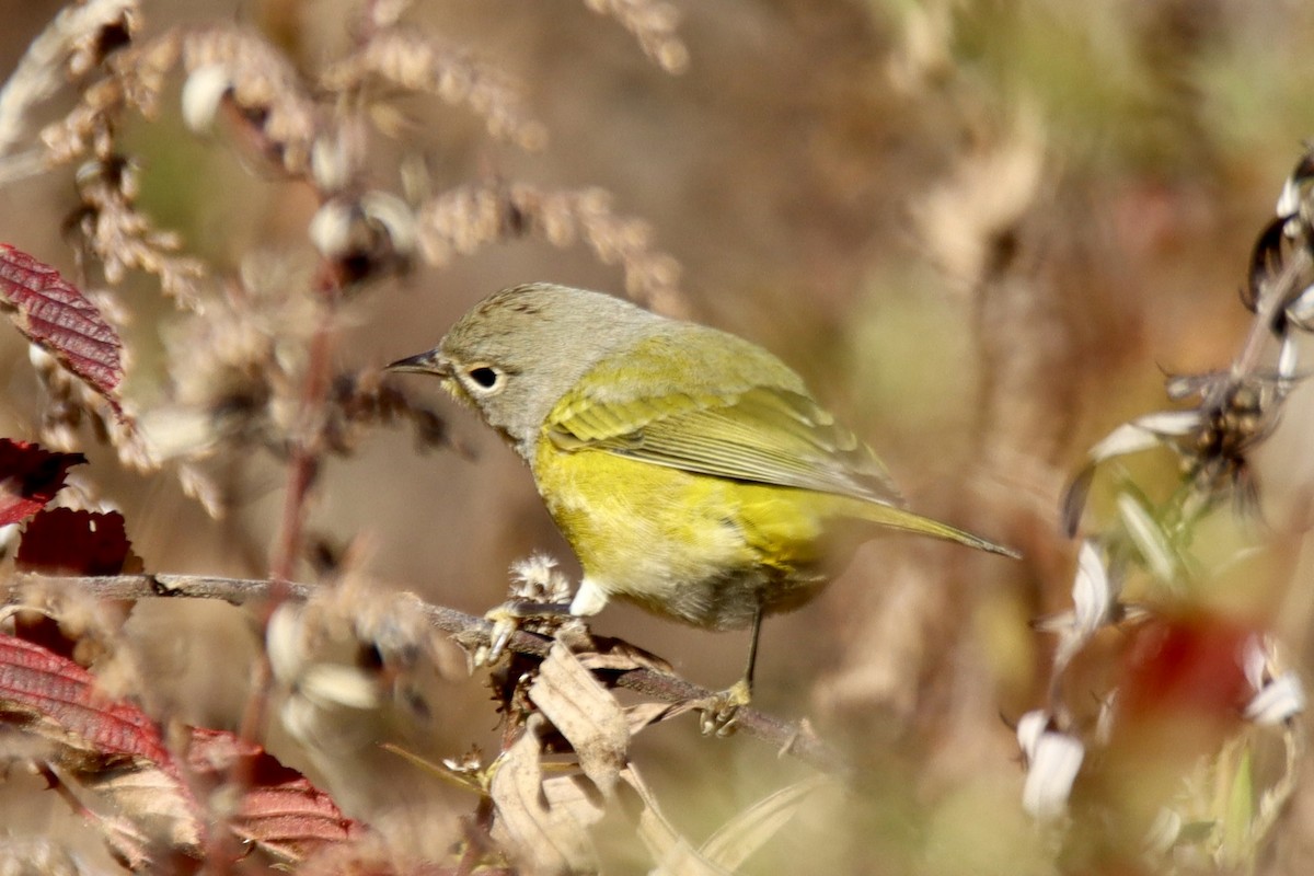 Nashville Warbler - ML644549497