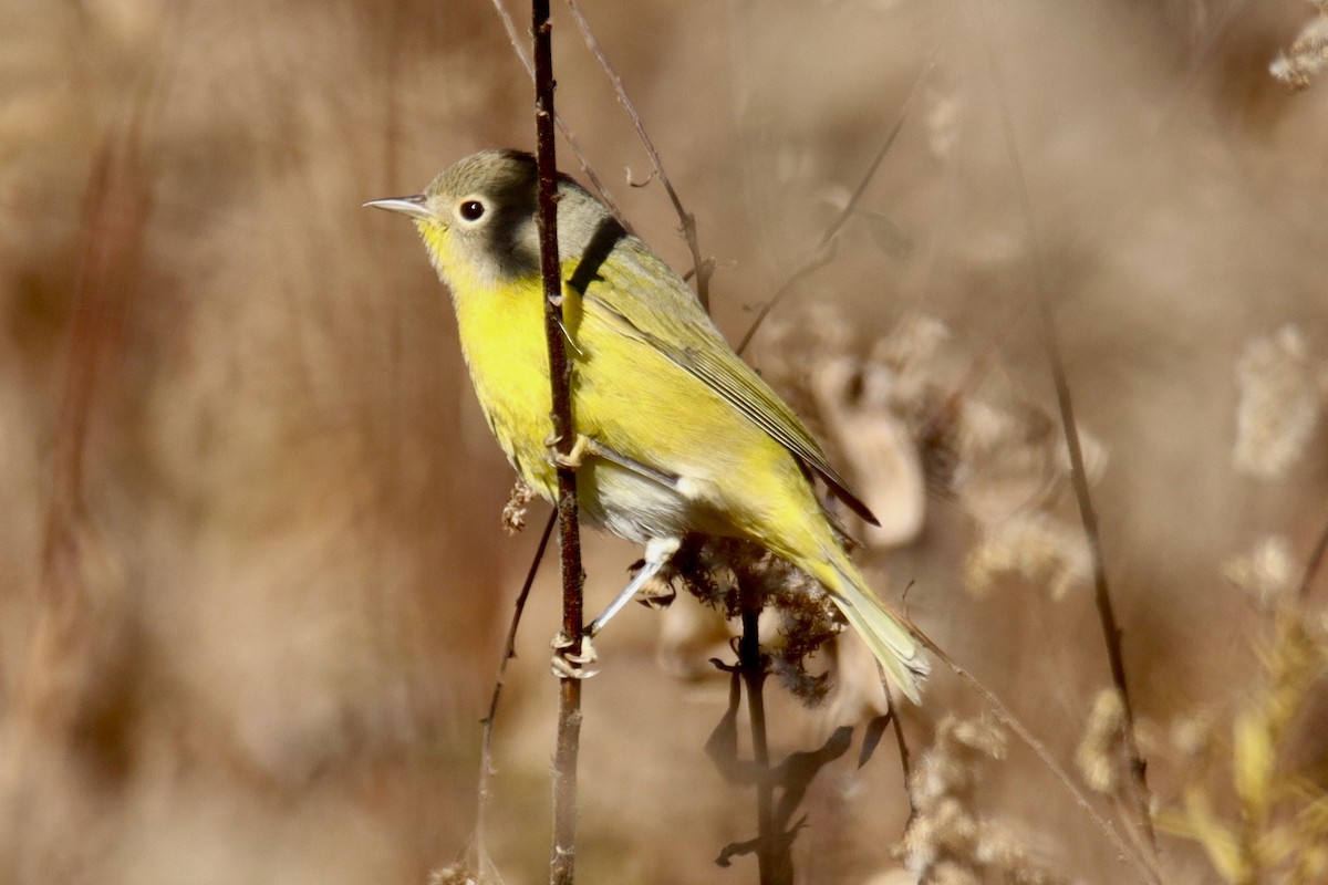 Nashville Warbler - ML644549498