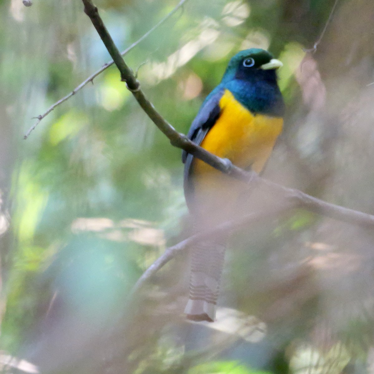 søredeltrogon - ML644549500