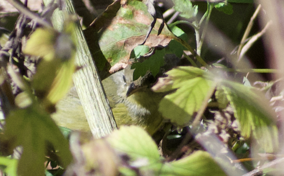 Mourning Warbler - ML644549502