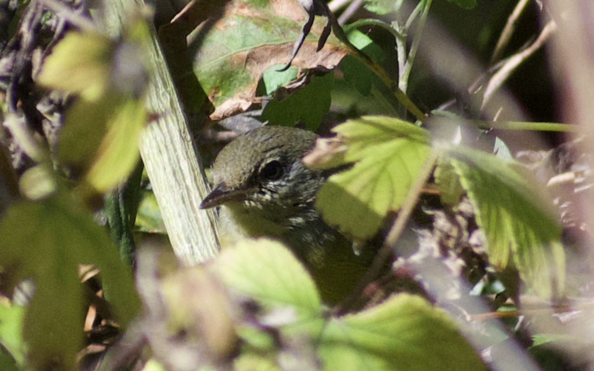 Mourning Warbler - ML644549507