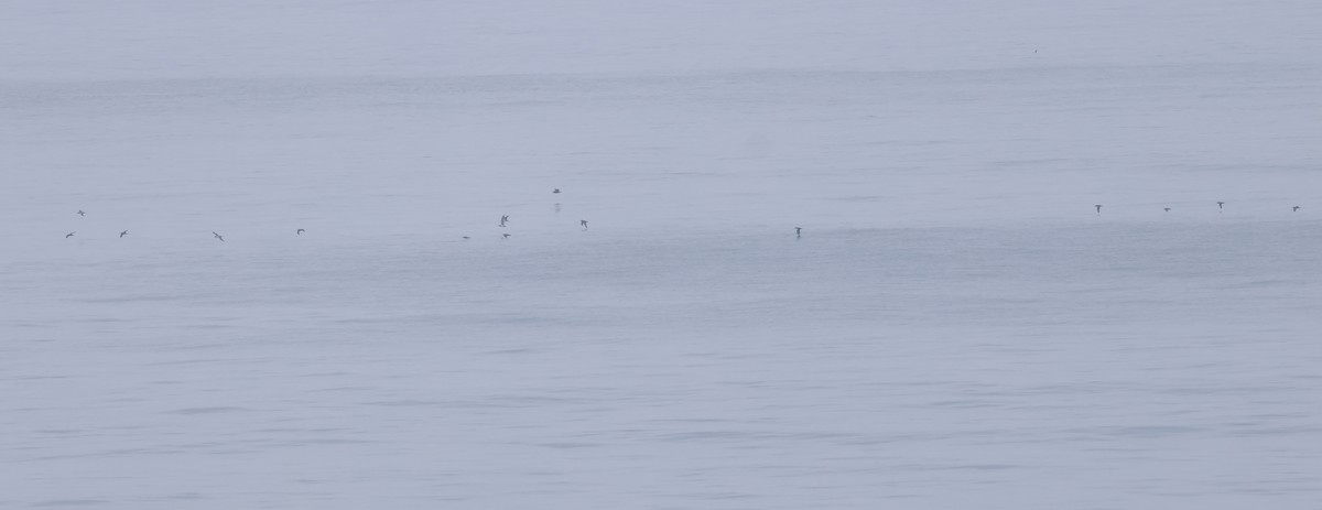 Чернохвостый буревестник - ML644549509