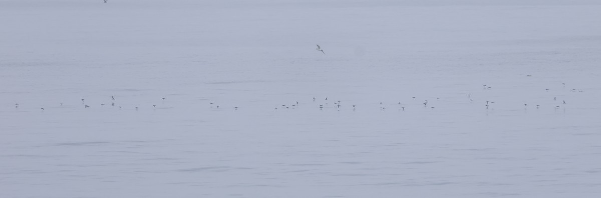 Чернохвостый буревестник - ML644549510