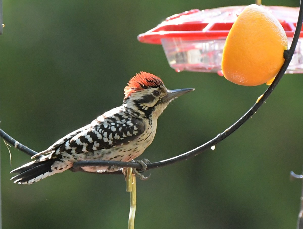 leiderspett - ML644549511