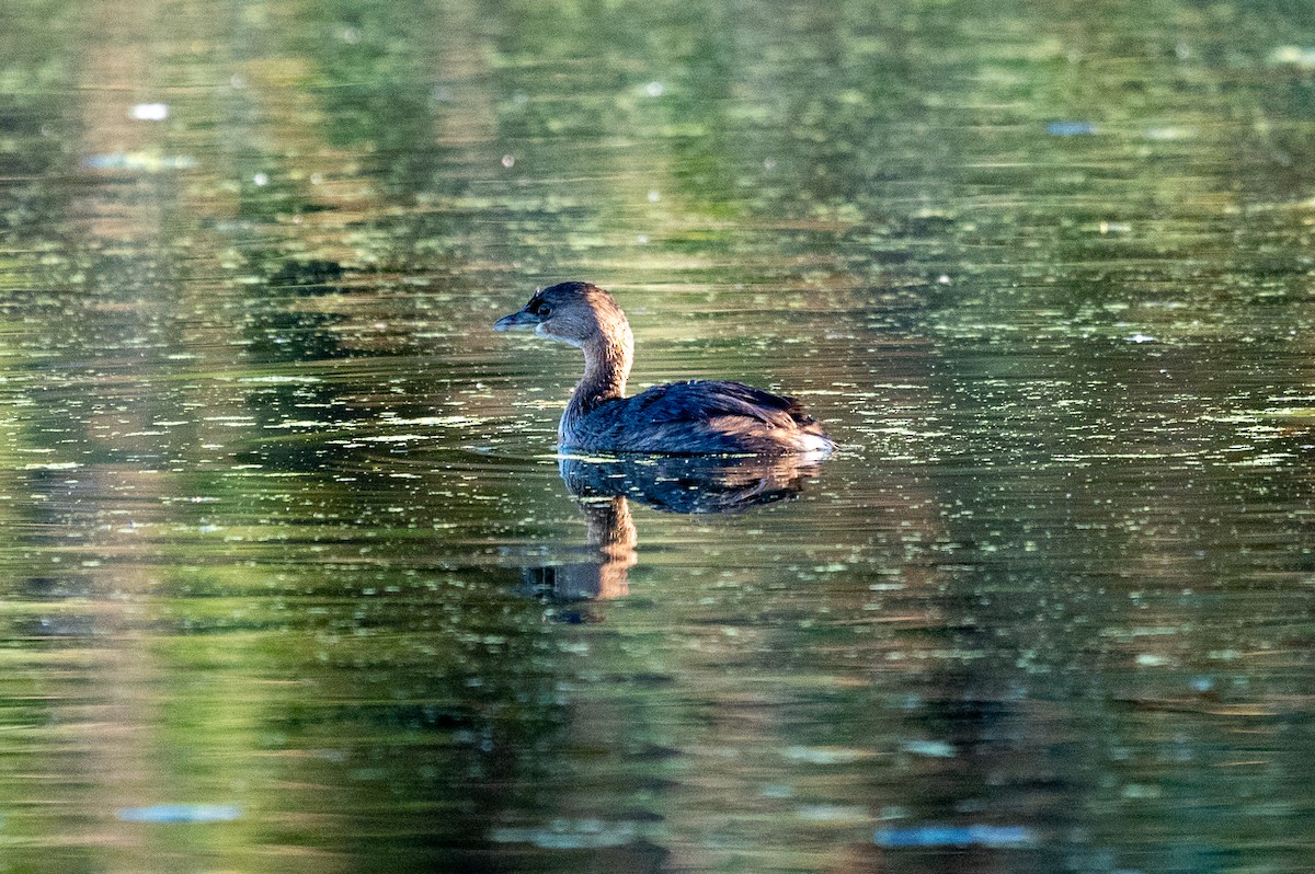 ringnebbdykker - ML644549522