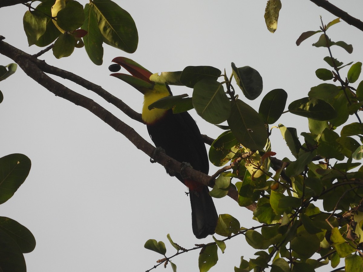 Keel-billed Toucan - ML644549528