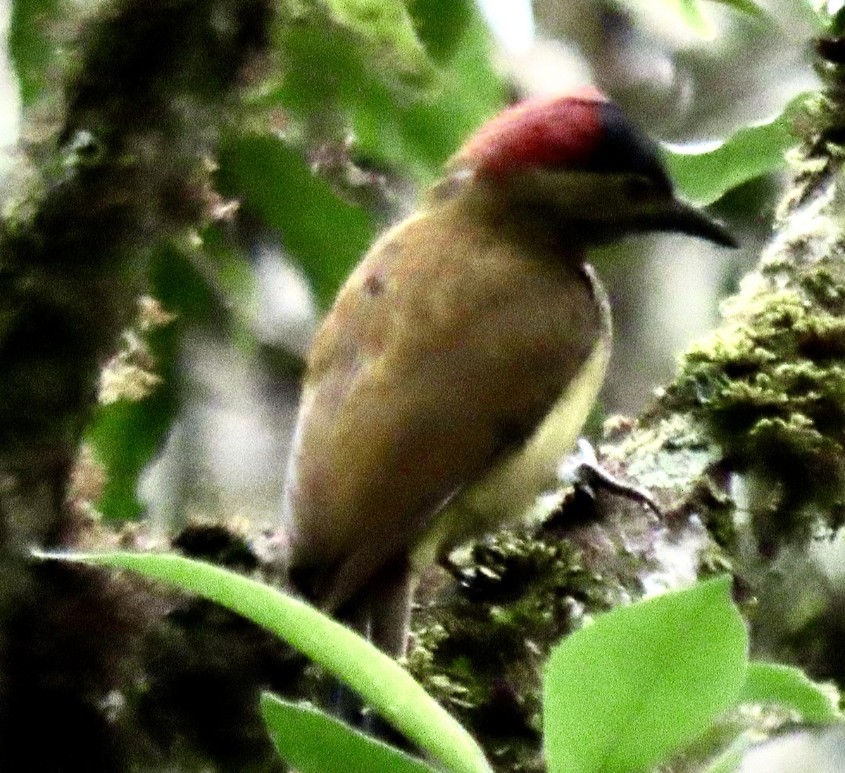 Golden-olive Woodpecker - ML644549532