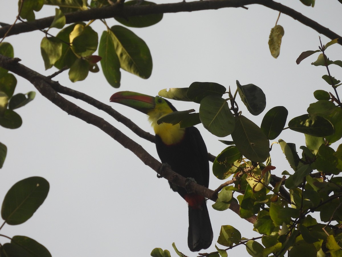 Keel-billed Toucan - ML644549533