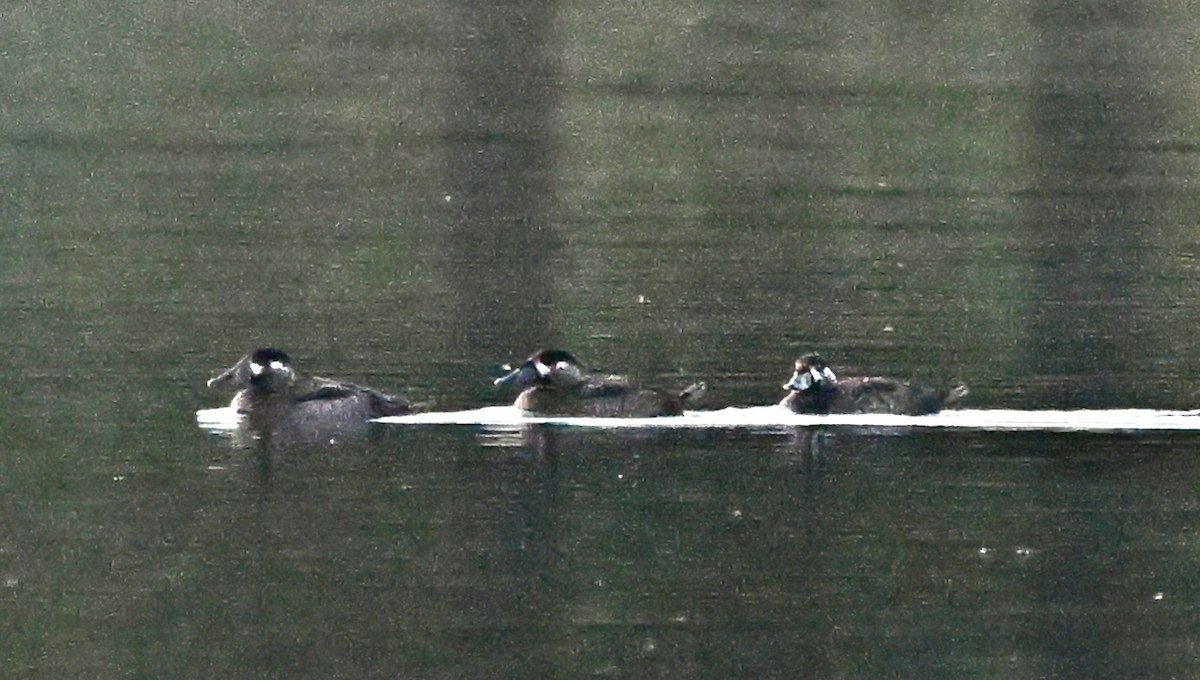 Surf Scoter - ML644549534