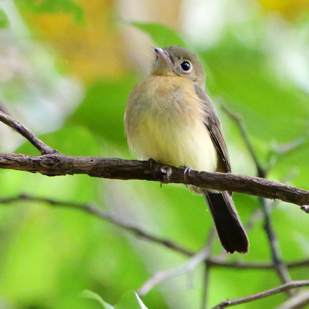 solgumptyrann (mastacalis) (gulgumptyrann) - ML644549535