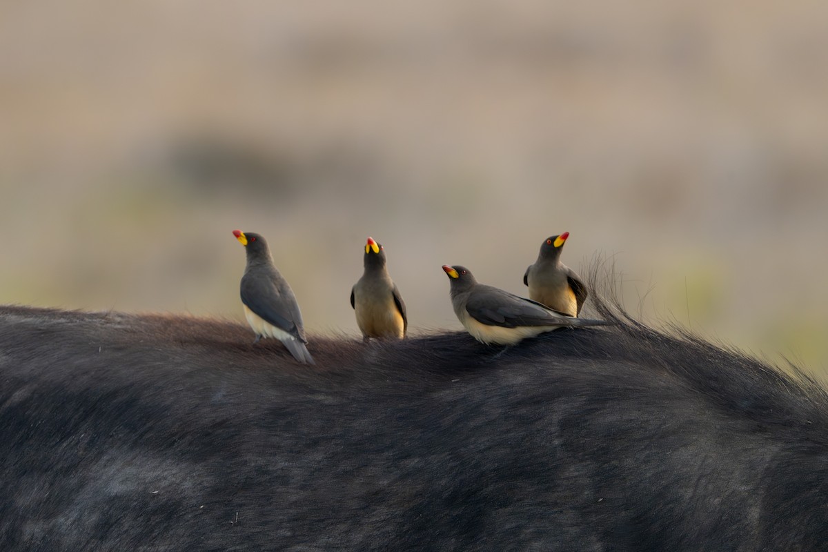 Yellow-billed Oxpecker - ML644549539