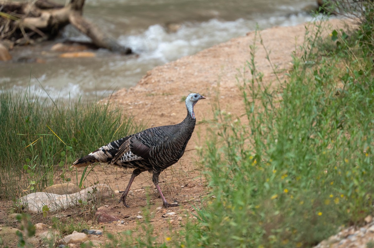 Wild Turkey - ML644549543