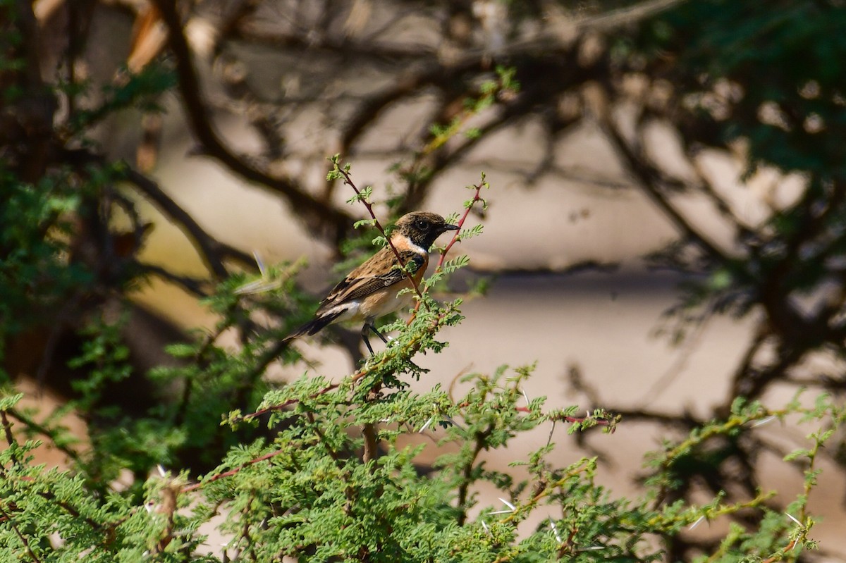 Трав'янка чорноголова - ML644549544