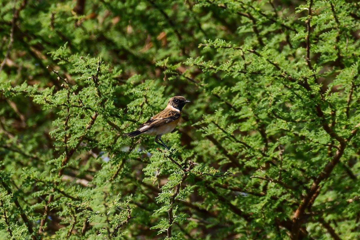 Трав'янка чорноголова - ML644549545