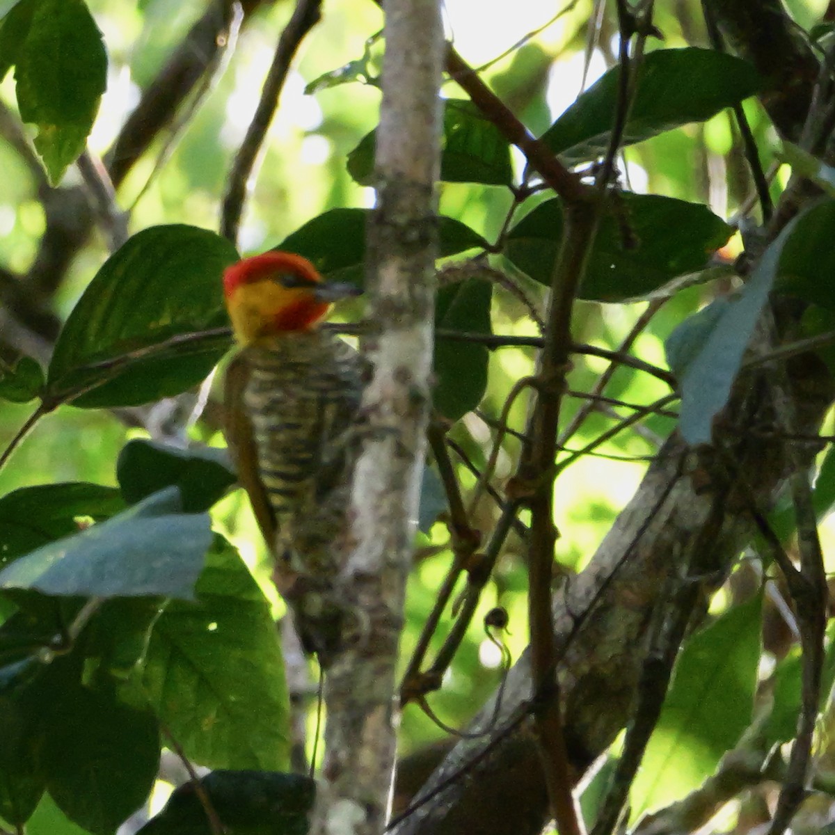 Yellow-throated Woodpecker - ML644549549