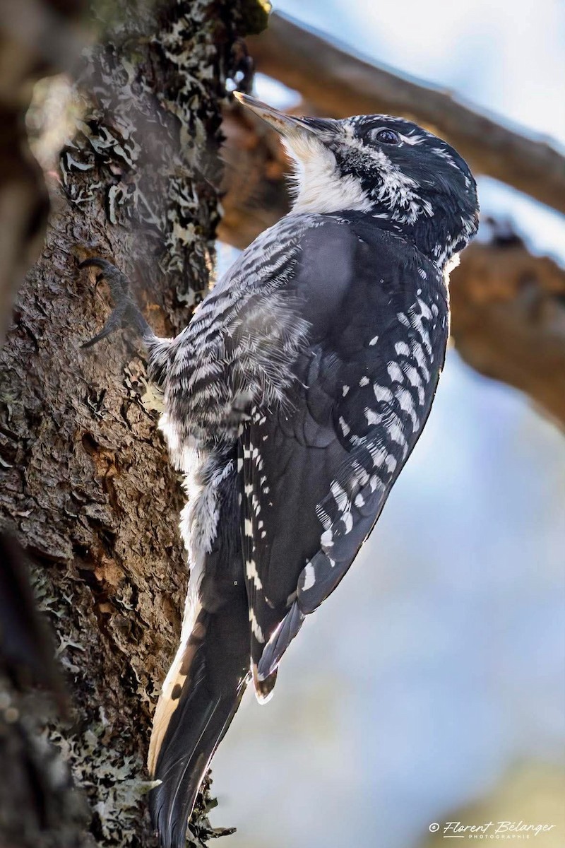 American Three-toed Woodpecker - ML644549550