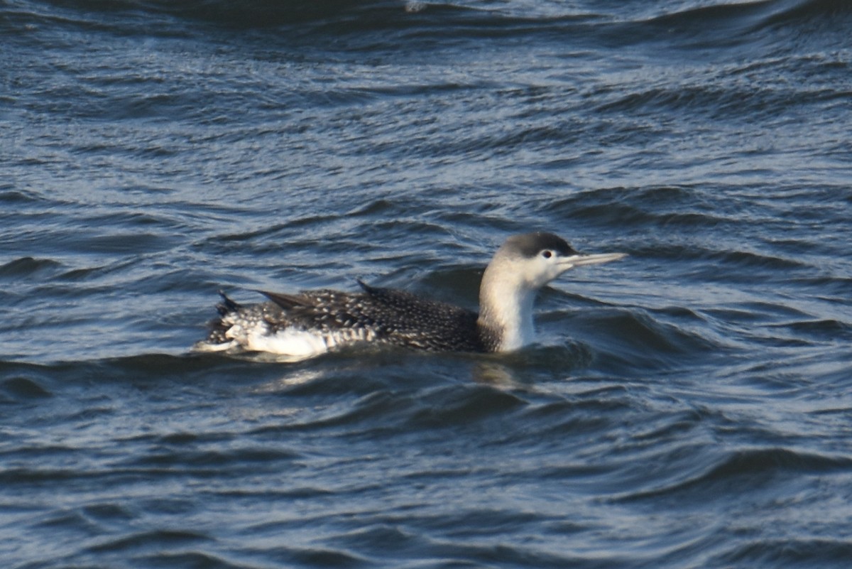 Sterntaucher - ML644549556