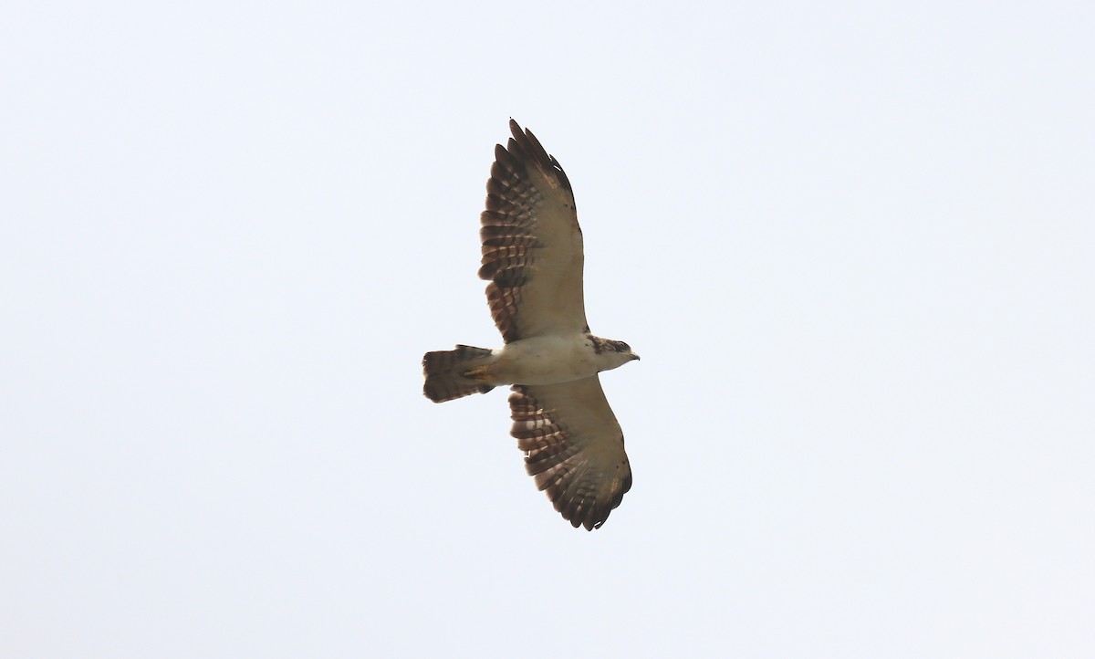 kortstjertvåk - ML644549562