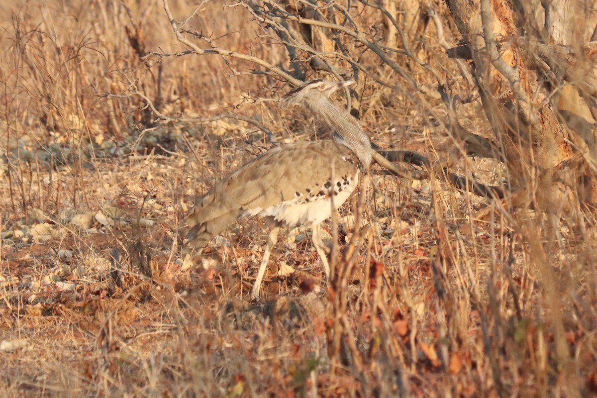 Riesentrappe - ML644549563