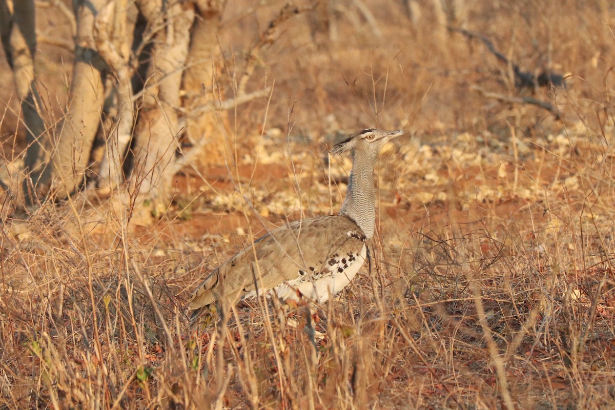 Riesentrappe - ML644549564