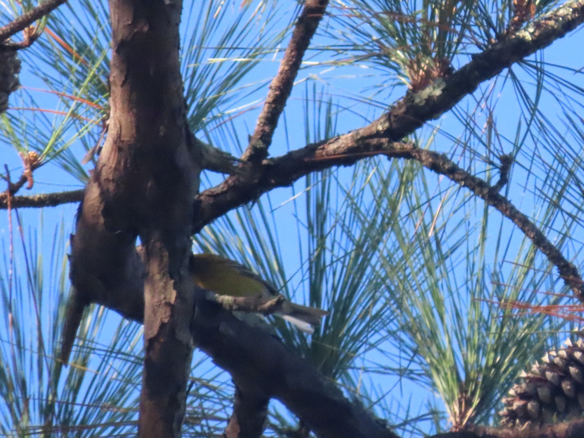 Pine Warbler - ML644549565