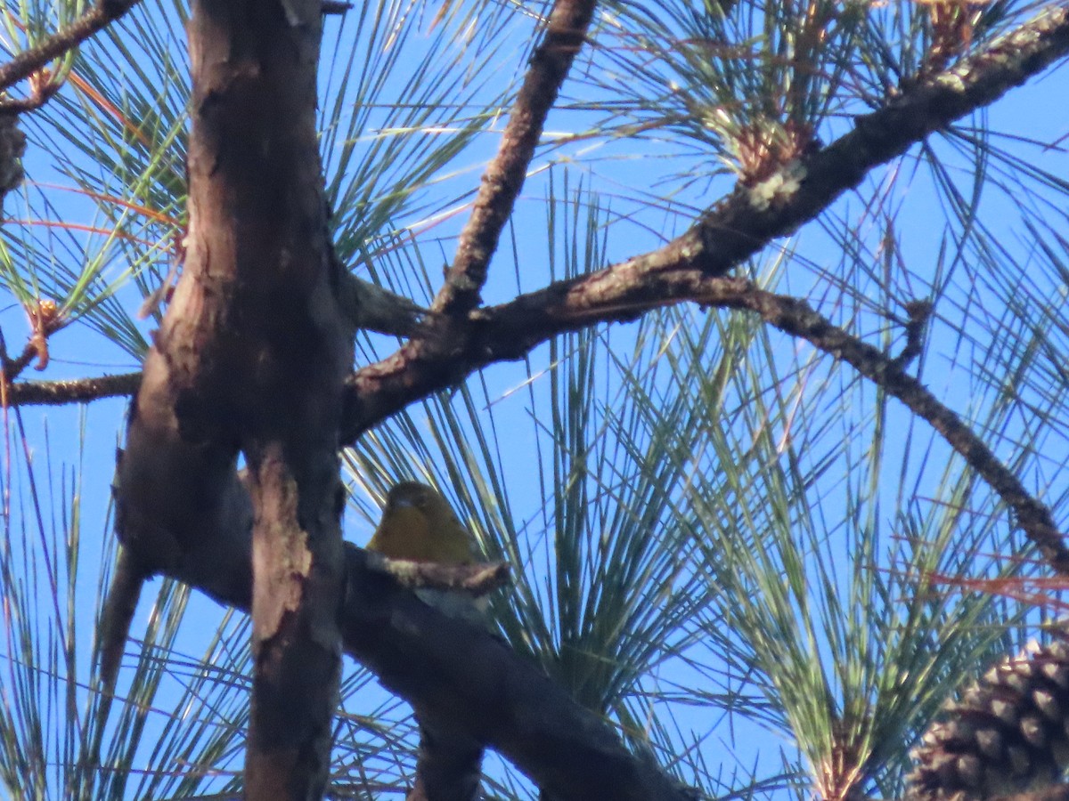 Pine Warbler - ML644549566