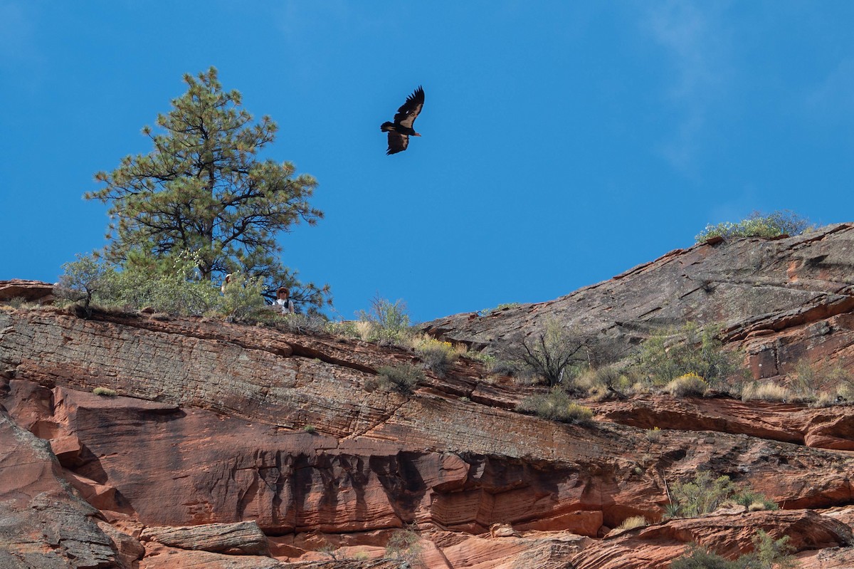 kaliforniakondor - ML644549568