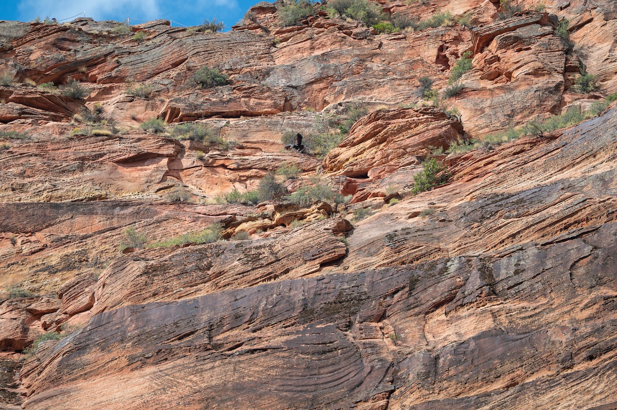 kaliforniakondor - ML644549570