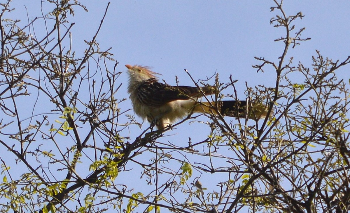 Guirakuckuck - ML644549581