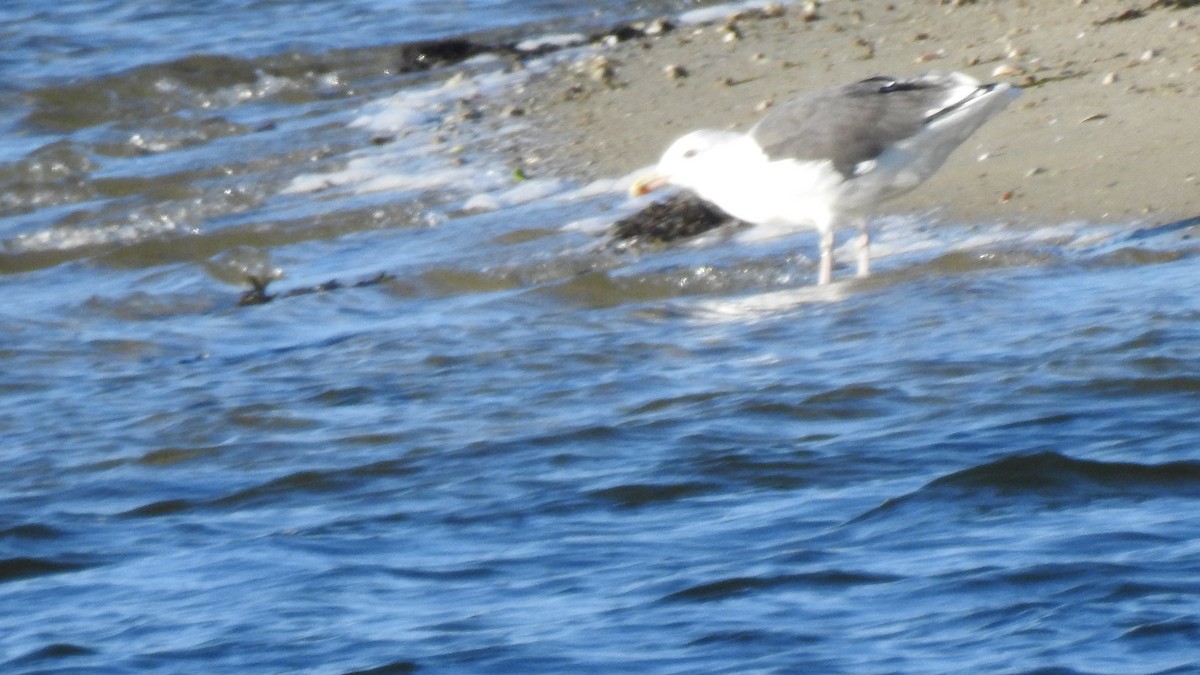 Gavión Atlántico - ML644549582