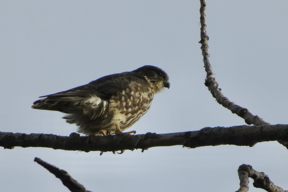 Хайргууна шонхор - ML644549583