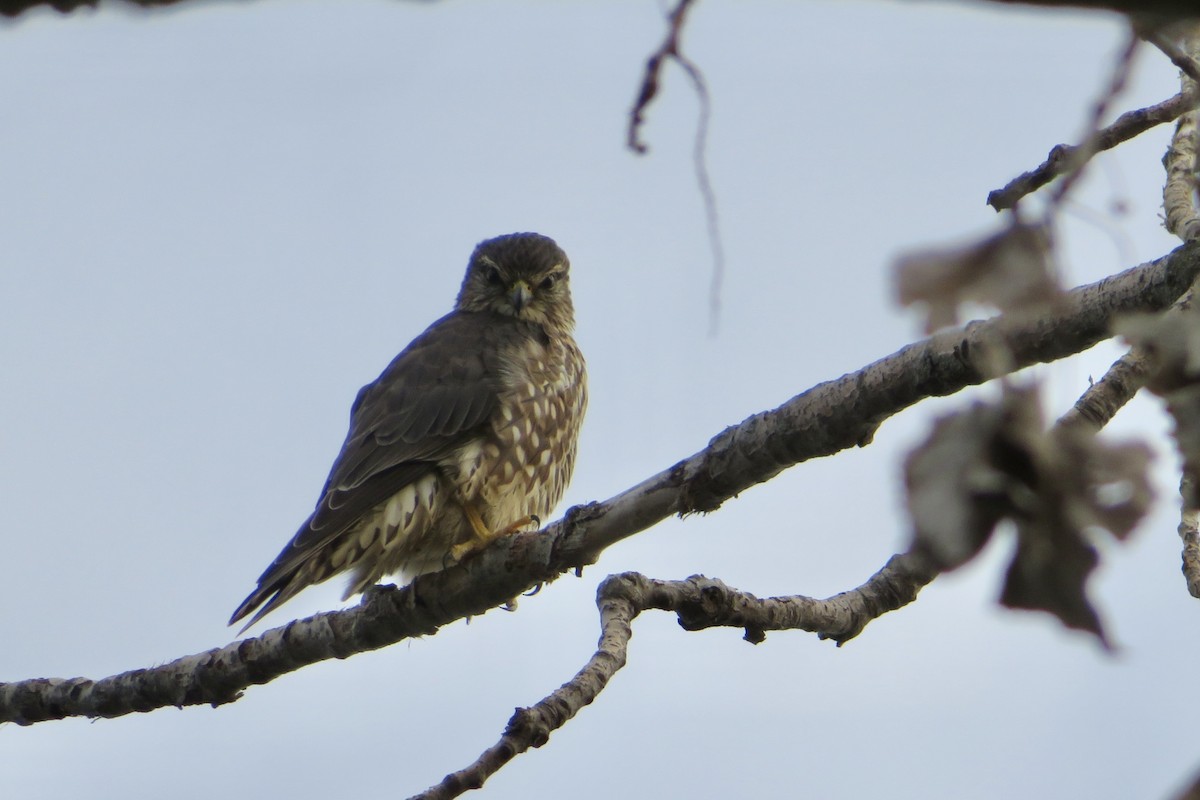 Хайргууна шонхор - ML644549584